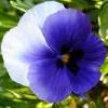 8f3Fialka  Violet herbs dry 50 gr