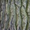 8Duba Dry Oak Bark 50 gr