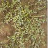 8Pyrey     Elytrigia Repens -- Сouch Grass