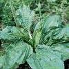 8Podoroj  Herbs of Plantain 50 gr.