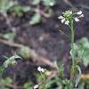 8Pastu  Herbs of Caseweed 50 gr.