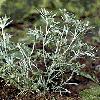 8Sushe  Herbs of Gnaphalium uliginosum L (Sushenica) 30 gr.