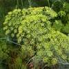 8Ukropa Dill dry Seeds 50 gr