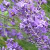 8L3Lavander Lavender Flowers 25gr