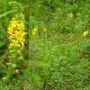 8Repesh  Agrimony Herbs 50gr