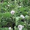 8Altey      Marsh Mallow  60 gr.