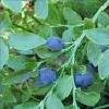 8c5CherL Chernika List Bilberries (Whortleberries) Leaves 50gr