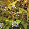 8Okopnik  Comfrey Herbs (50gr) Jivokost