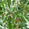 8Omela  Herb of Omela White 50gr