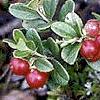 8b9Brusnika Leaves of Cowberry 50gr