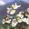 8Ochan  Herbs of Euphrasia officinalis (Eyebright) 50gr