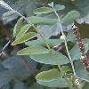 8Safora  Herbs of Saphora Japanise (50gr)