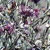 8Vasile  Herb of Vasilek (Centaurea cyanus L.) 50gt