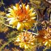 8Bessmertnik                   Everlasting Flowers (Dry) 35gr  buy, review, comments, online