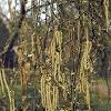 8BerezyP       Pochki    Dry Birch Buds 50 gr.  buy, review, comments, online