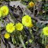8Mat       Herbs of Coltsfoot 35gr  buy, review, comments, online