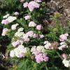 8Tysych   Herbs of Yarrow 50 gr.  buy, review, comments, online