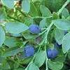 8c4CherP Chernika Plody  Bilberries (Whortleberries) Dry Fruits 50 gr.  buy, review, comments, online