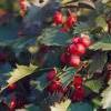 8Boyarosnik          Plody   Hawthorn  Fruits 50 gr.  buy, review, comments, online