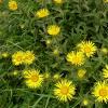 8d1Devyasil Yellow Starwort 50 gr.  buy, review, comments, online