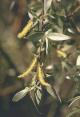 8b2Beloy Evy Kora Willow Bark 50gr  buy, review, comments, online
