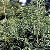 8Orex    Walnut Leaves 50 gr  buy, review, comments, online