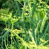 8f2Fenhel Foeniculum (Fenhel) form of actual seeds  buy, review, comments, online