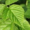 8Malin Raspberry Leaves (List Malini) 50gr  buy, review, comments, online