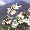8Ochan  Herbs of Euphrasia officinalis (Eyebright) 50gr  buy, review, comments, online