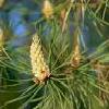 8Sosnov  Pine Buds 50gr