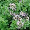 8d4Dushicta Herb of Wild Marjoram 50gr