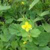 8Topina  Topinambur ( erusalem Artichoke) herb 50gr  buy, review, comments, online