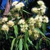 8e4Evkalipt Herbs of Eucalyptus 50 gr.  buy, review, comments, online