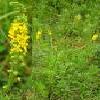 8Repesh  Agrimony Herbs 50gr  buy, review, comments, online