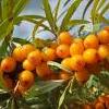 8Oblep   Oblepicha -Sea Buckthorn Fruits 50gr  buy, review, comments, online
