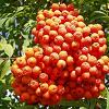 8Rybina  Mountain Ash berry 50gr  buy, review, comments, online